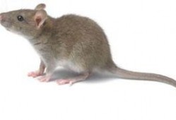 最新老鼠爆料新闻报道视频,揭秘新闻报道背后的惊人真相！