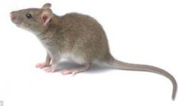 最新老鼠爆料新闻报道视频,揭秘新闻报道背后的惊人真相！