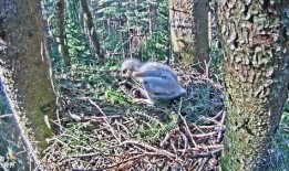 最新老鼠爆料新闻报道视频,揭秘新闻报道背后的惊人真相！