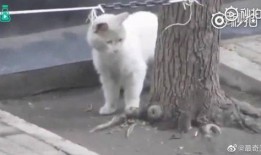 最新老鼠爆料新闻报道视频,揭秘新闻报道背后的惊人真相！