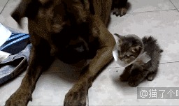 奶猫cp的最新动态爆料,最新动态曝光引粉丝热议