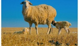 爆料三只羊最新消息,揭秘幕后真相与惊人内幕！