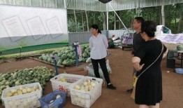 武汉吃瓜最新事件爆料新闻,揭秘背后真相与争议焦点